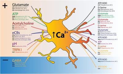 Functional Roles of Astrocyte Calcium Elevations: From Synapses to Behavior